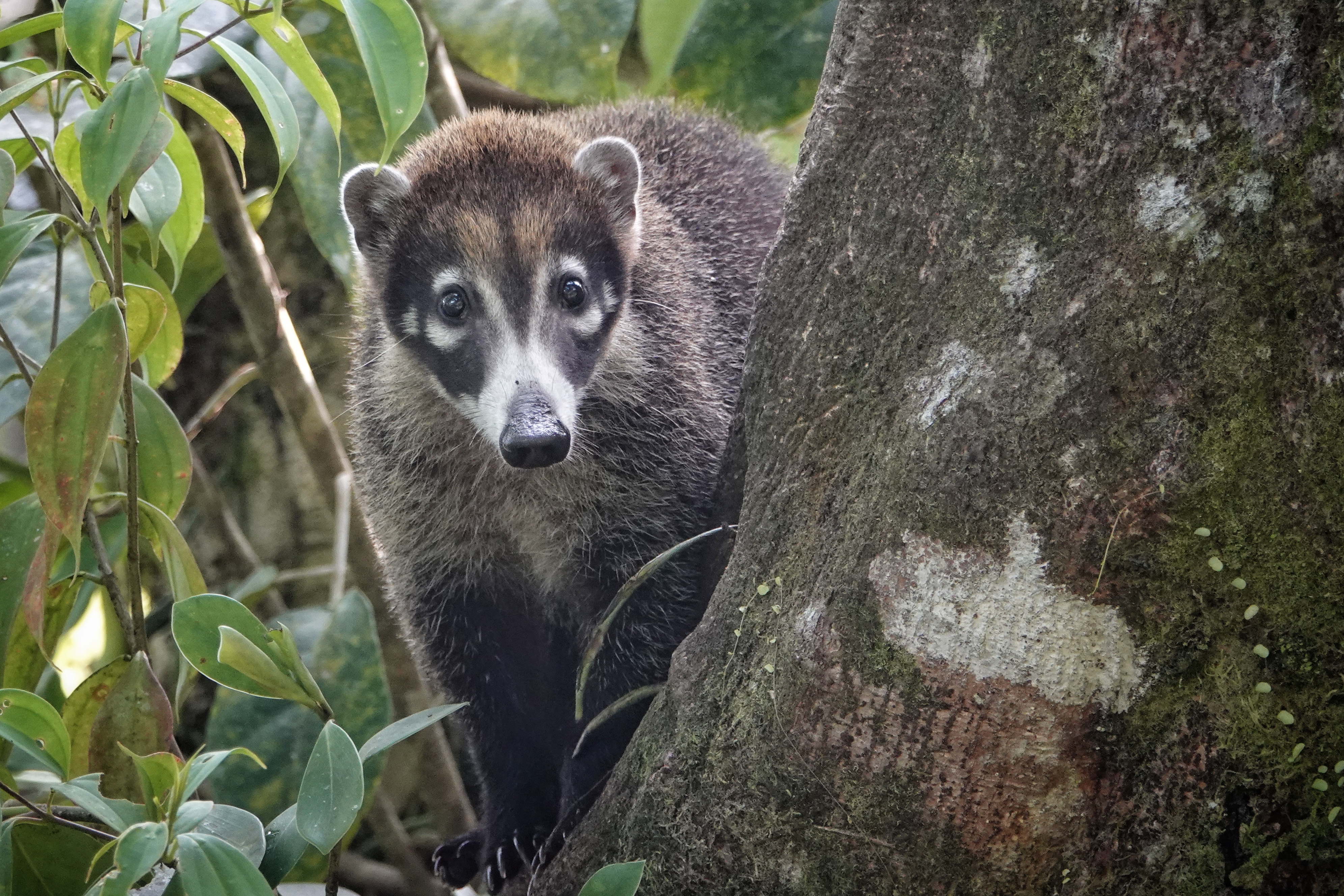 Coati dans un arbre